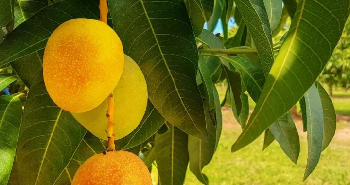 Buy Ratnagiri Hapus Aam in Navi Mumbai | Fresh from Kokan – Kokanfresh