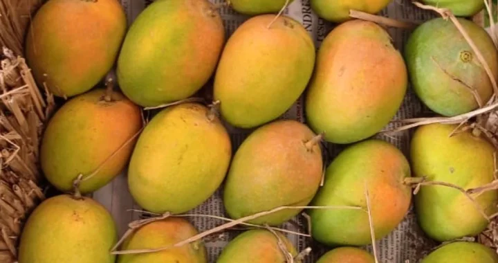 🥭 Buy Ratnagiri Hapus Aam in Panvel – Fresh from Kokan