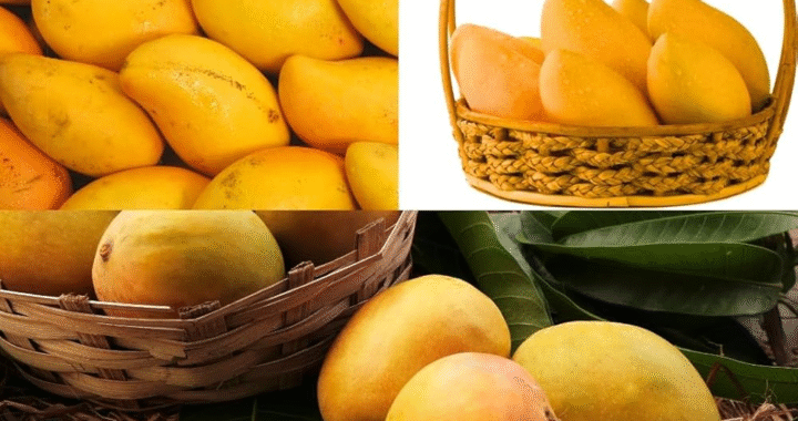 🥭 Buy Ratnagiri Hapus Aam in Surat – Fresh from Konkan to Your Home